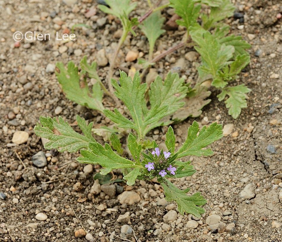 Verbena bracteata photos Saskatchewan Wildflowers